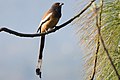 * Nomination Rufous treepie at Hunky Dory Resort near Pathankot. --Satdeep Gill 14:41, 14 March 2022 (UTC) * Promotion  Support Good quality. --Rjcastillo 22:18, 14 March 2022 (UTC)