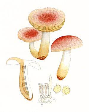 Elegant rowan (Russula elegans)