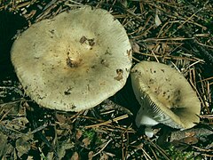 Russula heterophylla