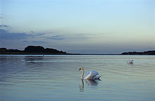 Mute swans on Rutland Water at dusk Rutland Water - swans (508268544).jpg