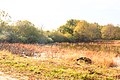 pohled na rybník Jezírko u vesnice Loučky