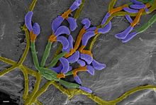 The image depicts a microscopic view of P. destructans
