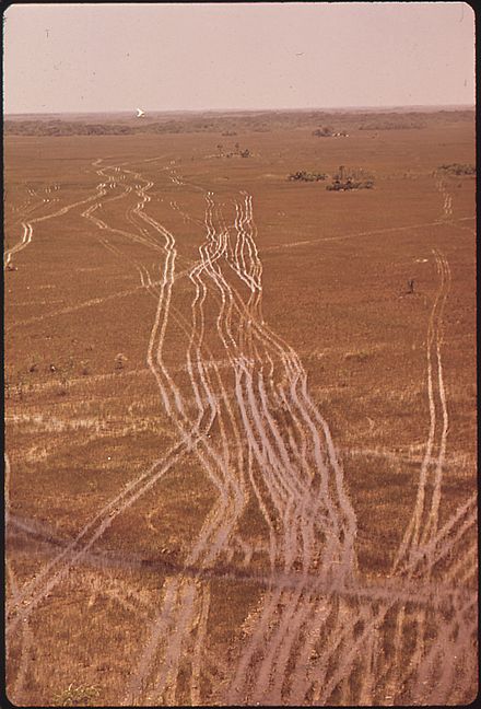 Swamp buggy tracks in the Big Cypress Swamp, 1972