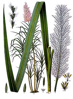 <span class="mw-page-title-main">Sugarcane</span> Several species of grass cultivated for sugar production