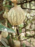 Miniatura para Sarcotoxicum salicifolium