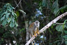 common squirrel monkey (Saimiri sciureus) in the Cuyabeno Wildlife Reserve Saimiri Sciureus.jpg