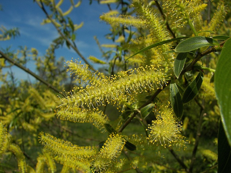 File:Salix alba 012.jpg