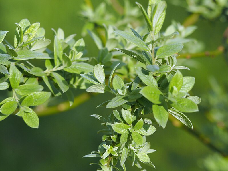 File:Salix lapponum Wierzba lapońska 2016-05-02 02.jpg