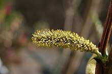 Blütenkätzchen der Drachenweide (Sorte Salix udensis 'Sekka')