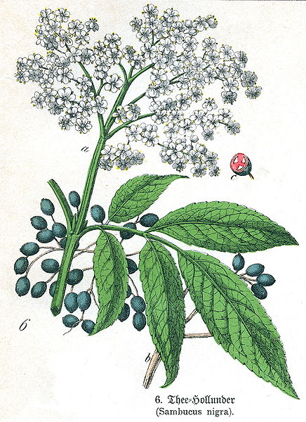 File:Sambucus nigra.jpg