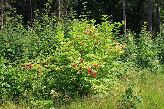 Sambucus racemosa 20090629.jpg