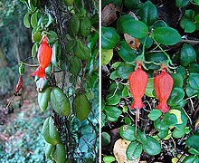 Sarmienta scandens (8625529802) .jpg