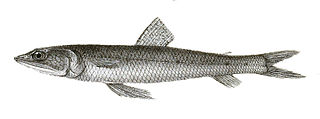 Indian lizardfish Species of fish