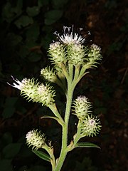 花柄に褐色の軟毛が密生する。