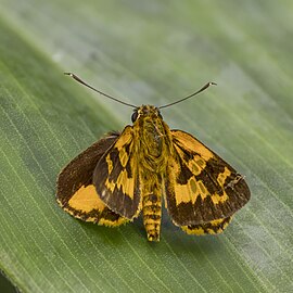 P. i. murcia, Ghana