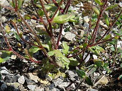 Saxifraga tridactylites - Augsburg - 2011-05-06 - 278c.jpg