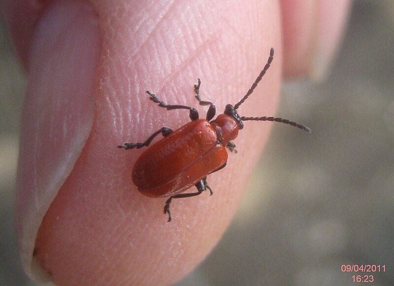 File:Scarlet lily beetle 5 (5605981492).jpg