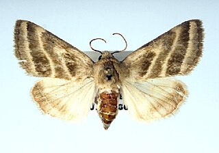 <i>Schinia trifascia</i> Species of moth