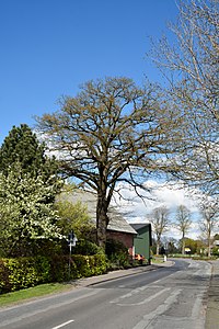 Schleswig-Holstein, Bokel, Naturdenkmal 26-01 NIK 2848.JPG