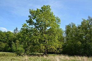 Schleswig-Holstein, Mildstedt, Naturerlebnisraum NIK 6620.jpg