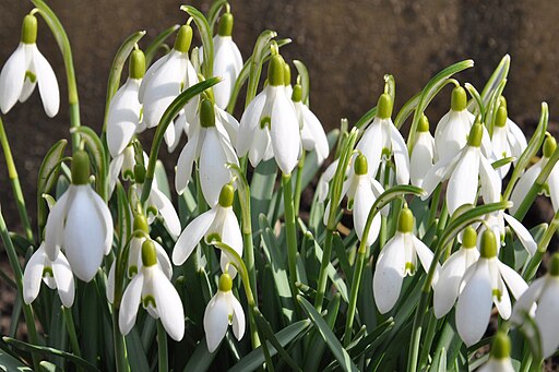 Schneeglöckchen (Galanthus) 2