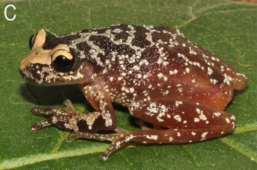 Файл:Scinax fontanarrosai.tiff