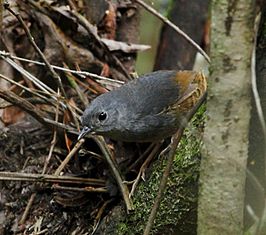 Brasiliatapaculo