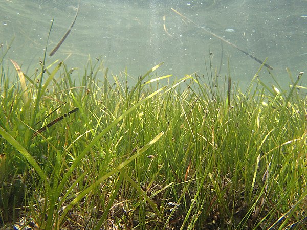 Image: Seagrass Zostera marina (Dzharylhach island)