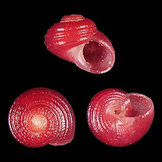 <i>Collonista thachi</i> Species of gastropod