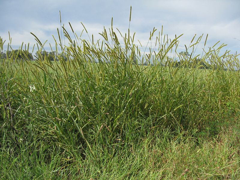 File:Setaria pumila habit5 (7411279852).jpg