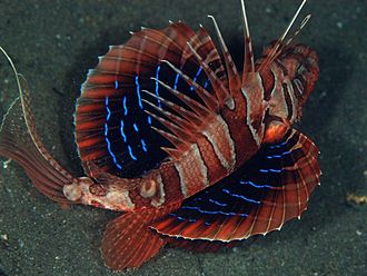 Parapterois heterura showing the inner surface of its pectoral fins. SetoMKhire.jpg