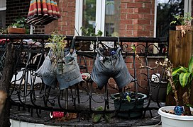 Day 8: Shorts used as flowerpots in Avenue Lorimier, Montreal.