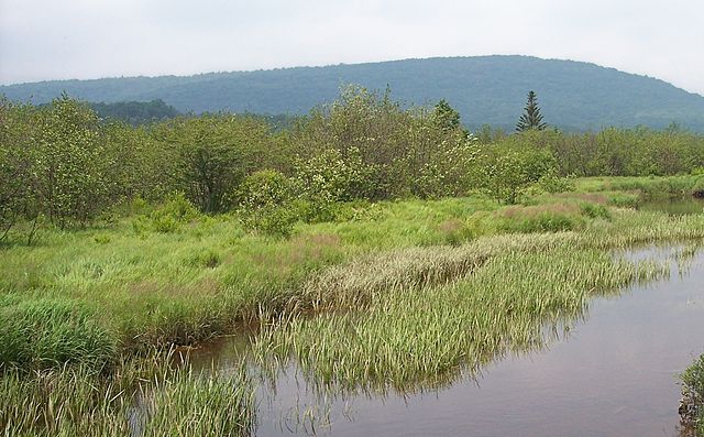 The Blackwater River passes through shrub swamp in Canaan Valley, West Virginia, US.