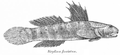 Sicyopterus fasciatus