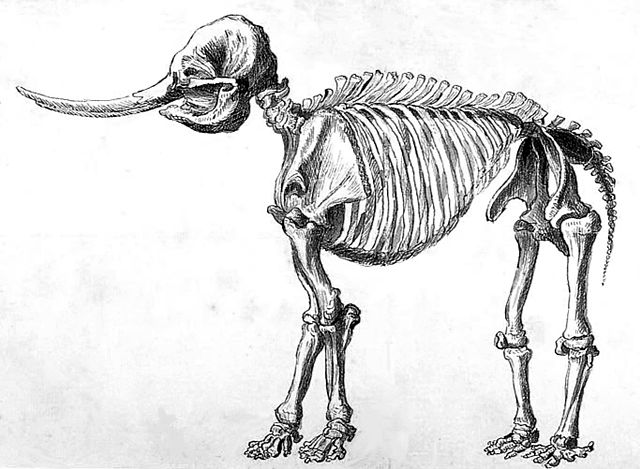 Drawing of a mastodon skeleton by Rembrandt Peale