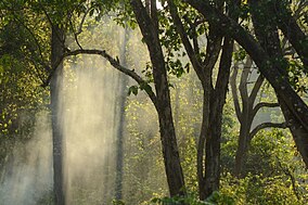 Sinar Matahari Pagi di Suaka Margasatwa Isau-Isau.jpg