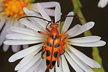 Enam-melihat Bunga Strangalia - Strangalia sexnotata, Okaloacoochee Slough Hutan Negara, Felda, Florida - 16624680530.jpg