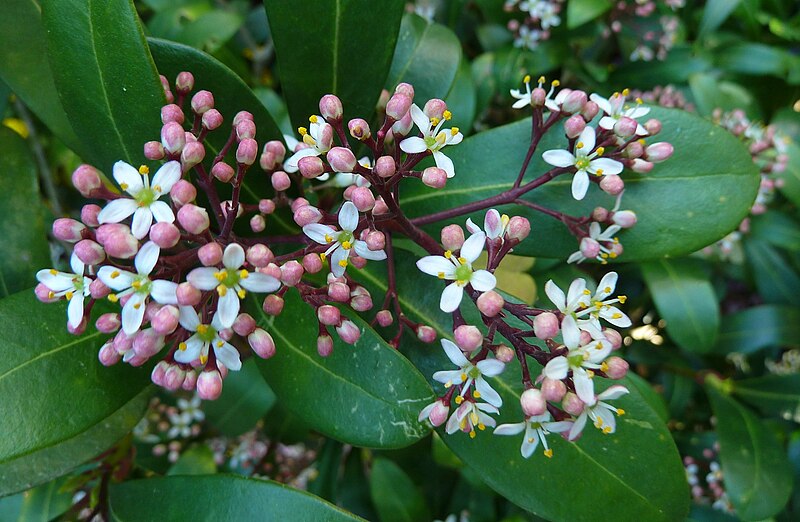 File:Skimmia japonica, blossom1.jpg