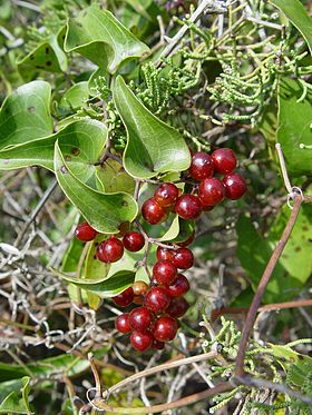 Orientalsk Sarsaparil (Smilax aspera)Foto: Carsten Niehaus