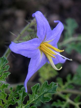 Closeup of flower Solanum citrullifolium flower.jpg