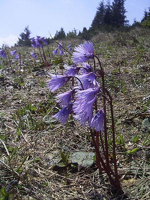 Soldanella alpina Rax 1.jpg