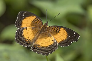 <i>Junonia terea</i> Species of butterfly