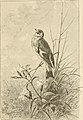 Song birds and seasons (1888) (14748197041).jpg