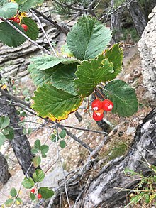 Sorbus graeca 100545294.jpg
