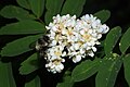 Sorbus sitchensis