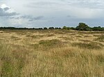 FFH-Gebiet Binnendünen- und Moorlandschaft im Sorgetal