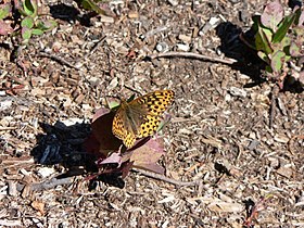 Hydaspe fritillary (Speyeria hydaspe)