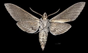 Sphinx chersis MHNT CUT 2010 0 327 Arizona, Yavapai County male ventral.jpg