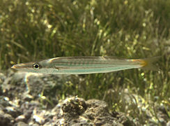 Un barracuda obtus (Sphyraena obtusata)