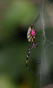 ♀ Nephila clavata (Jorō Spider)